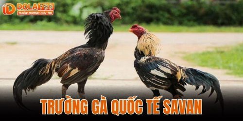 trường gà quốc tế savan
