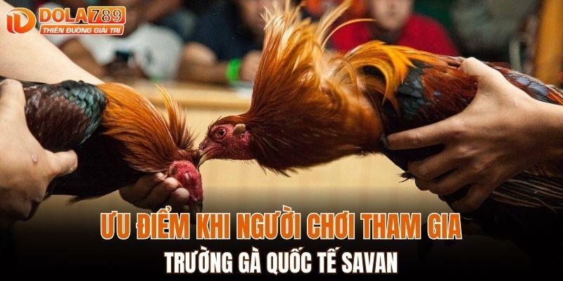 Ưu điểm khi người chơi tham gia trường gà quốc tế Savan
