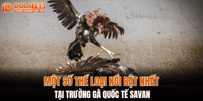 Một số thể loại nổi bật nhất tại trường gà quốc tế Savan